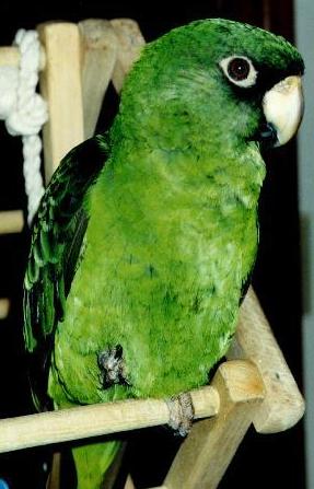 small picture of Jardy