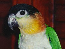 papaya button