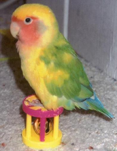 small picture of Peaches