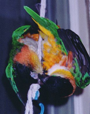 two caiques hanging on a rope, playing and practically melding into one!