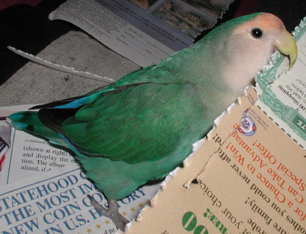 Still trying to tuck paper into her feathers.