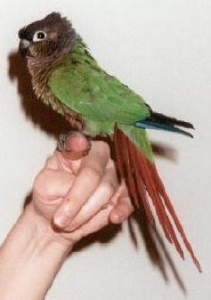 photo of a black headed green bird with a long maroon colored tail sitting on a hand