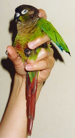 photo of Blackie being held in a hand, looking like a birdy ice cream cone