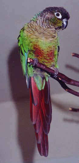 photo of Blackie showing the beautiful underside of his tail and belly