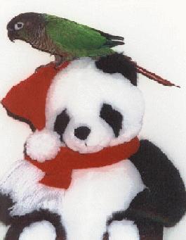 photo of Blackie on top of a large, toy panda