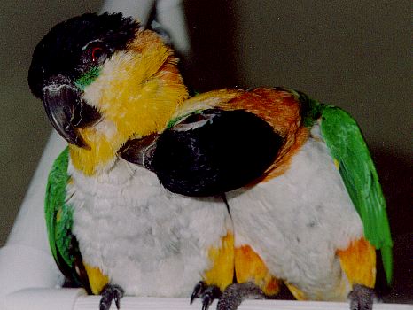 photo of one black headed caique preening another
