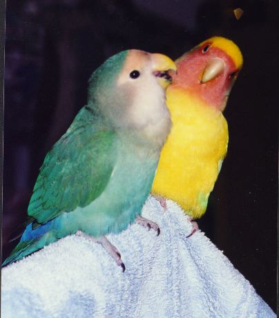 photo of two darling lovebirds holding a conversation
