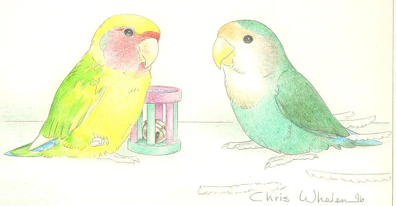 drawing of two lovebirds by Chris Whalen