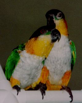 photo of one black headed caique preening another