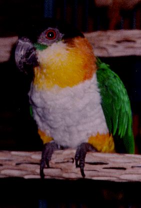 Beautiful profile picture of  Gaby the caique