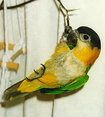 Baby caique hanging from a twig by one foot.