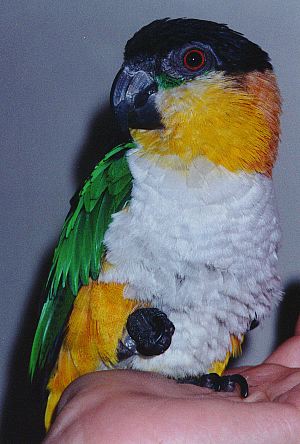 Adorable caique parrot sitting in a hand, holding one little fist up.