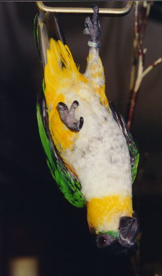 photo of a black headed, white bellied, apricot and green bird, hanging by one toe