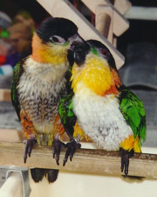 photo of two black headed caique parrots - one feeding another