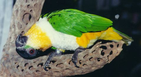 photo of a black headed, white bellied, apricot and green bird, sitting sitting on a perch, with head twisted around looking up