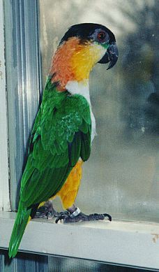 photo of Gaby sitting on a windowsill, looking like a little soldier staring intently out the window.