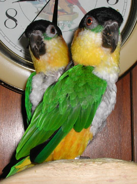 Gaby and Papaya looking almost like a two headed bird they are so close!