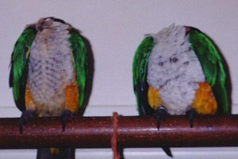 photo of two caiques with their heads missing