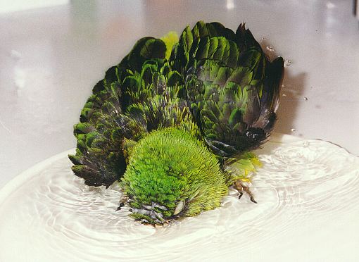 Beautiful green and black parrot with his head dipped in the water, taking a bath