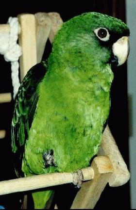 photo of a very dignified bird with a bright green tummy and wing feathers scalloped in black