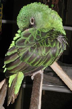 Jardy's beak buried deep into his back feathers, preening