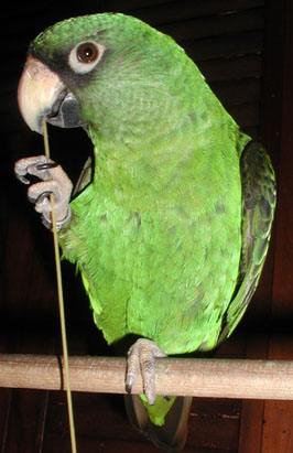 Another view of Jardy with a long piece of spaghetti.