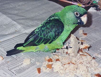 green and black jardine's parrot eating a piece of bread
