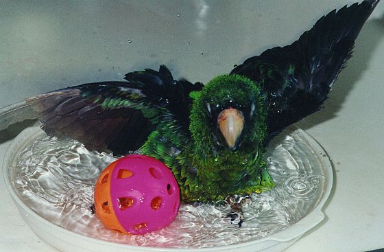 green and black jardine's parrot taking a bath in a dish with a whiffle ball - wings outspread.