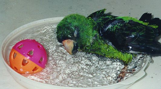 green and black jardine's parrot  taking a bath in a dish, eyes closed, chest down in the water