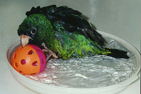 green and black jardine's parrot taking a bath in a dish holding onto a pink and orange whiffle ball