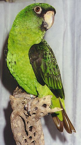That same parrot, all dry, with gorgeous green and black feathers.