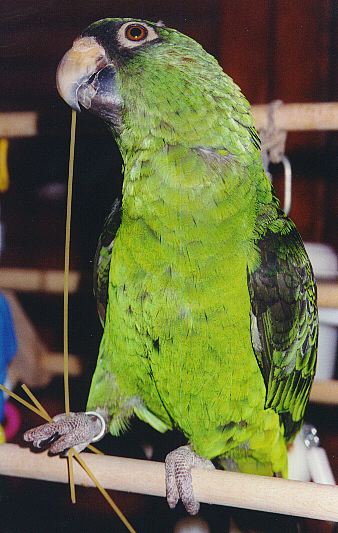 Pretty green and black parrot with a fistful of spaghetti.