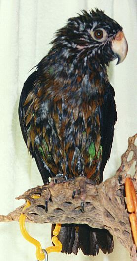 Very wet parrot that looks black and brown