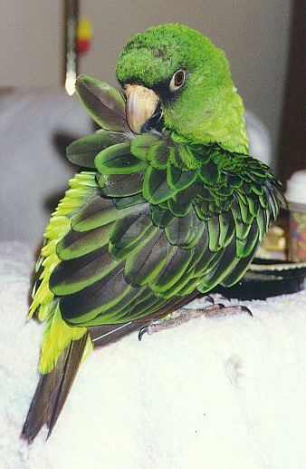 Jardy's head turned all the way around, showing the gorgeous black and green feathers