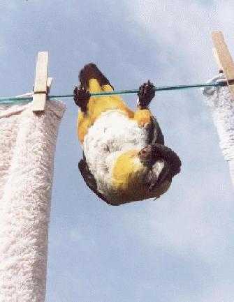 photo of a black headed, white bellied, apricot and green bird, hanging upside down on a clothesline amid some white towels