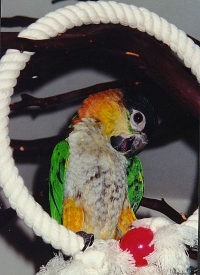 photo of a caique sitting in a circular rope swing