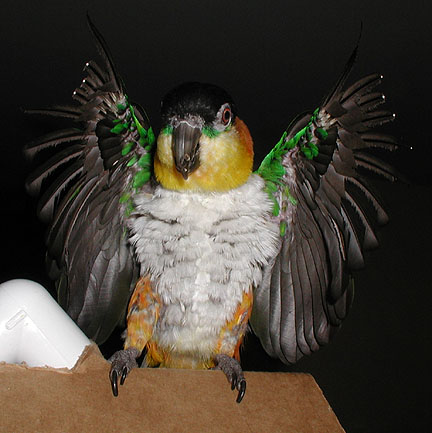 caique parrot with his wings outspread showing off the pretty black undersides