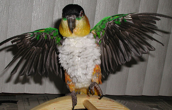 caique parrot with his wings outspread and looking like he's dancing