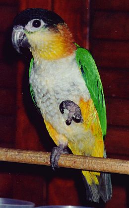 photo of a caique standing on one foot.