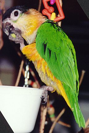 photo of a caique standing on a food bowl, eating a pellet.