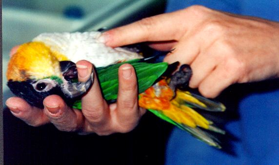 Papaya laying on his back in his humans hands.
