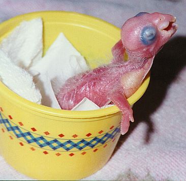 photo of a tiny bald baby parrot in a margarine cup.