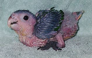 photo of a baby parrot just starting to get his feathers.