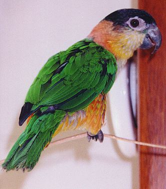 photo of a caique showing off his beautiful green back.
