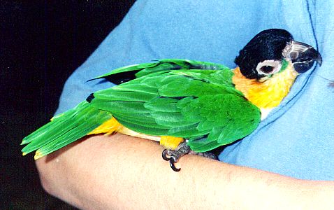 Papaya laying on his back in his humans hands.
