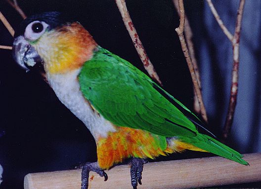 photo of a caique with a messy beak taking a break from dinner.