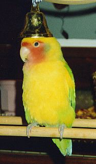Peaches sitting with his head just under a brass bell, making it look like a hat!