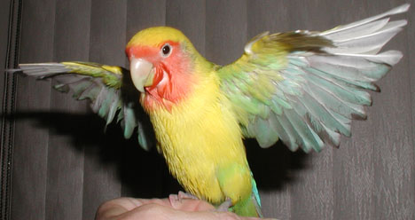 peach and yellow lovebird with silvery wings outspread