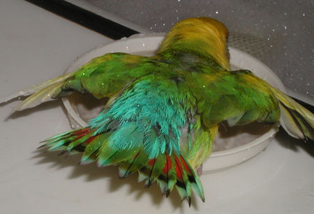 rear view of a multicolored lovebird splashing happily in a dish