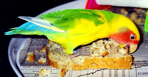 Peachfaced lovebird standing on a piece of bread munching away